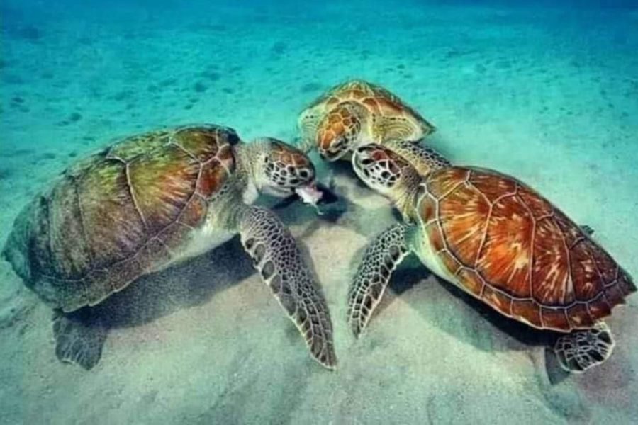 Sharm El Luli