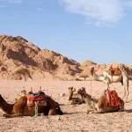 cheapest african safari