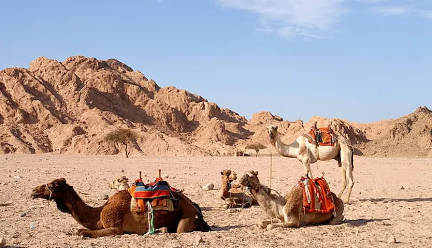 cheapest african safari