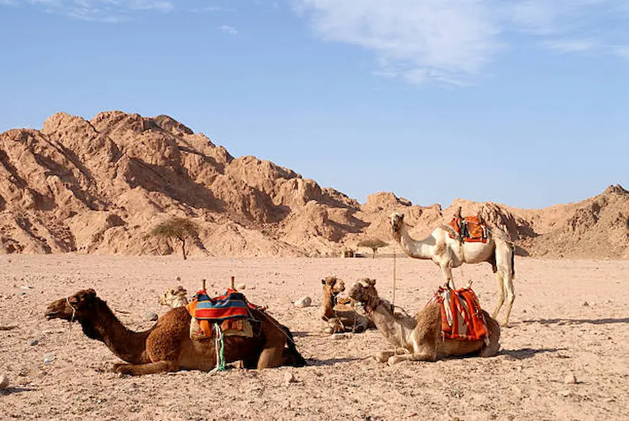 Why Are Tours and Safaris the Best Way to Explore Unique Destinations?