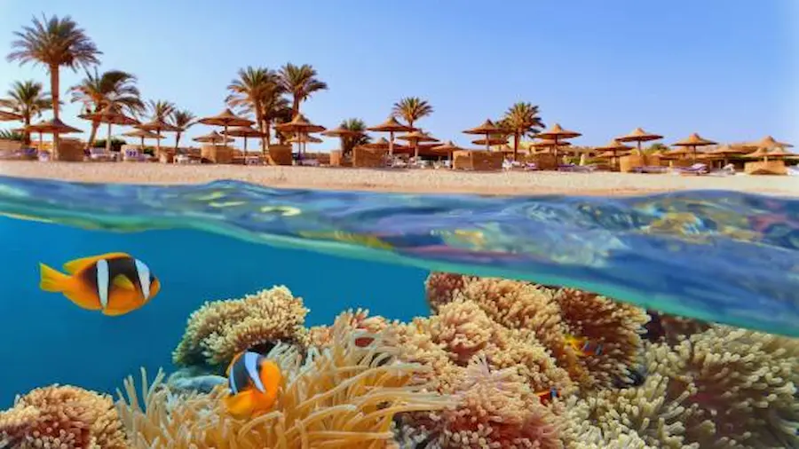 How Can You Explore the Marine Life in Marsa Alam?
