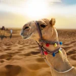 Best Budget Safari Tours in Egypt | Be Happy Trips