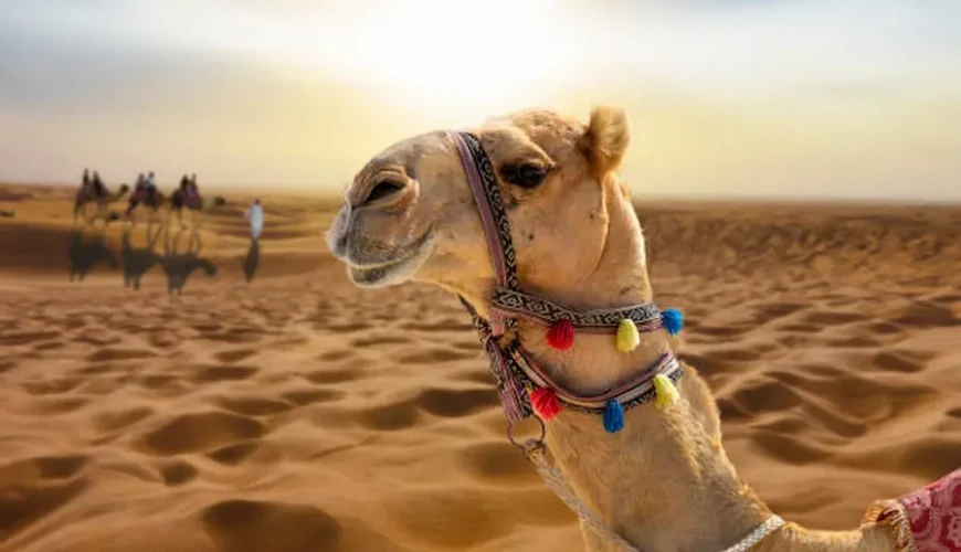 Best Budget Safari Tours in Egypt | Be Happy Trips