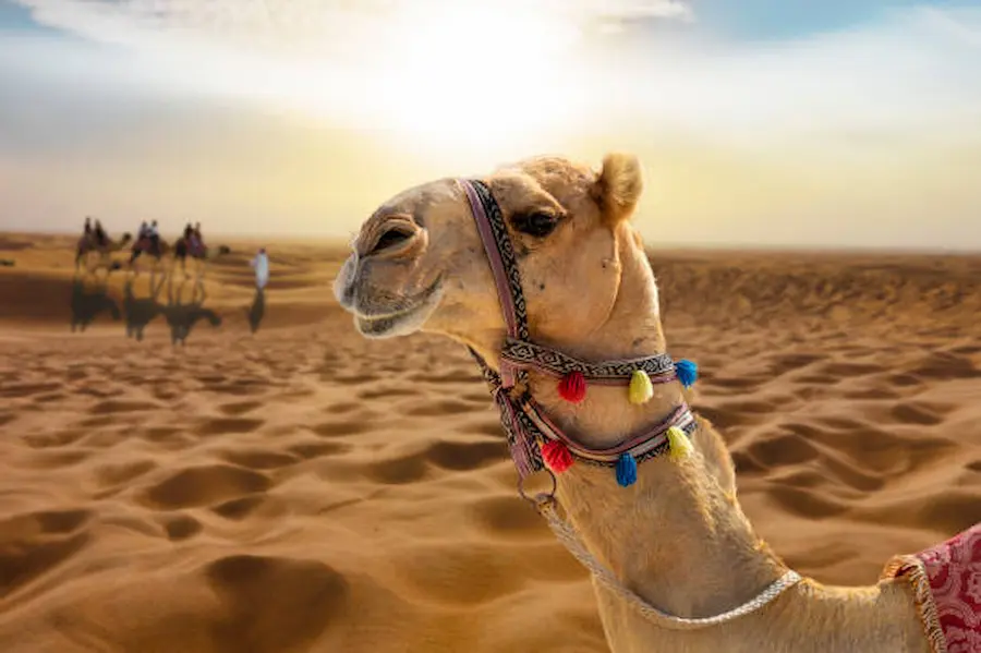 Best Budget Safari Tours in Egypt | Be Happy Trips