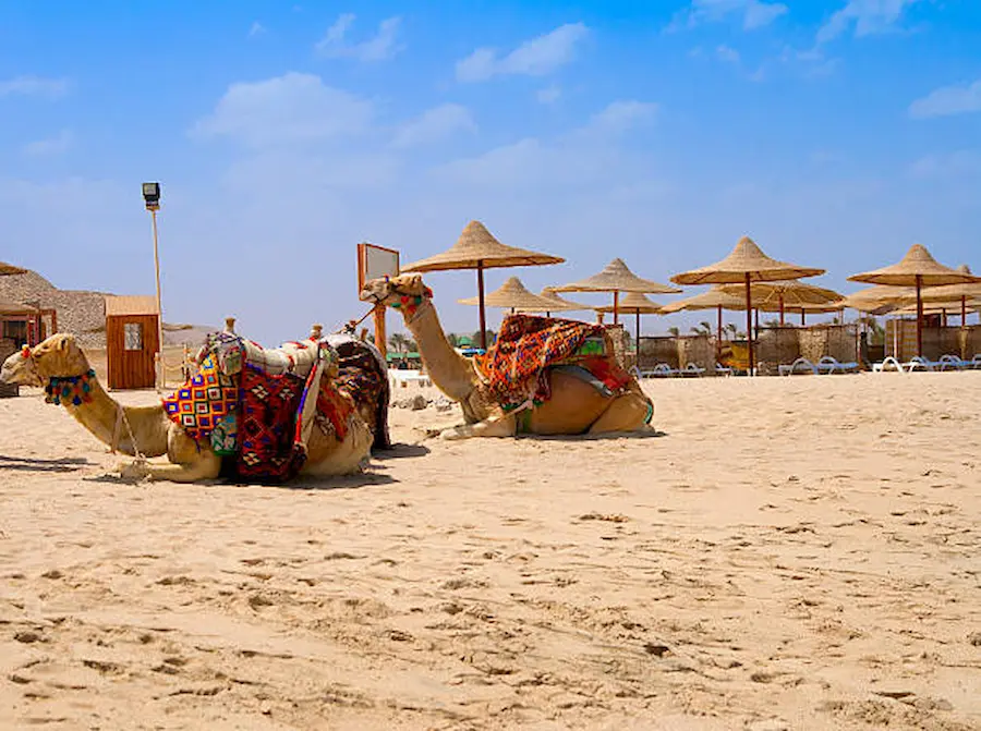 What Activities Are Included in Marsa Alam Desert Safari Tours?