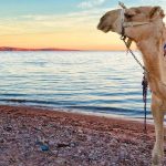 best desert safari in marsa alam