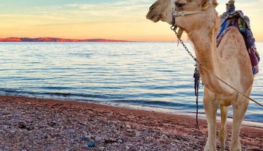 best desert safari in marsa alam