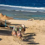 The Ultimate Guide to an Unforgettable Safari Trip in Marsa Alam – Be Happy Trips