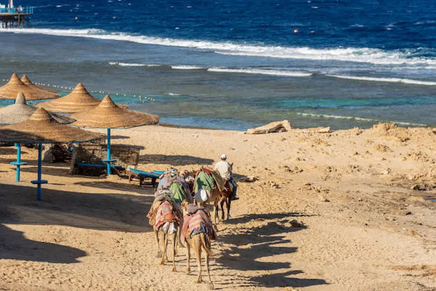 The Ultimate Guide to an Unforgettable Safari Trip in Marsa Alam – Be Happy Trips