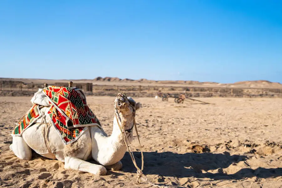 Cheapest Safari Trip in Marsa Alam