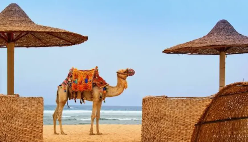 Cheapest Safari Trip in Marsa Alam With Be Happy Trips