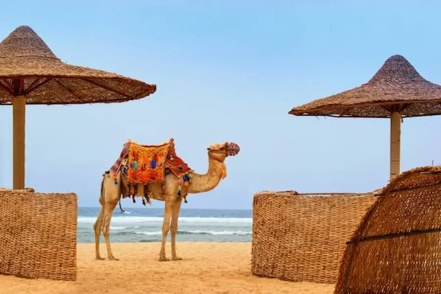 Cheapest Safari Trip in Marsa Alam With Be Happy Trips