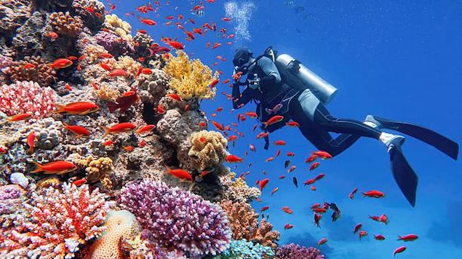 Diving in Marsa Alam